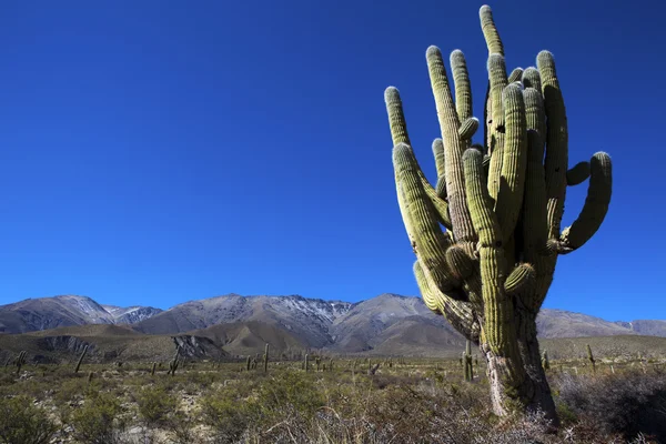 stock image Big cactus in Jujuy - North Argentina