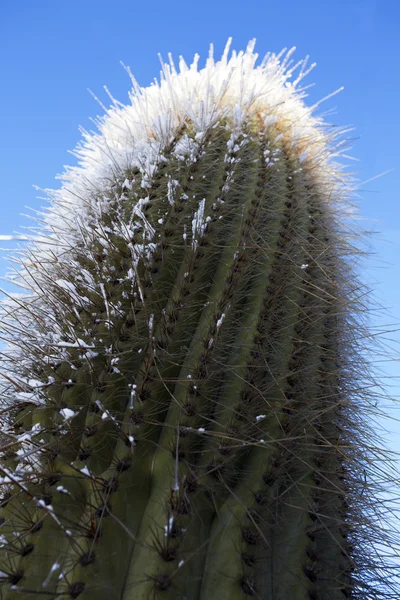 Stock image Cactus with snow in Tafi del Valle, North Argentina