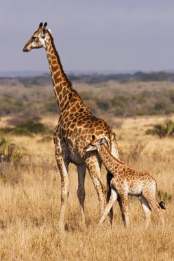 Young Giraffe With Mother clipart
