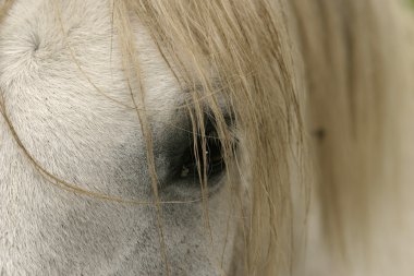 Horse Eye And Mane clipart