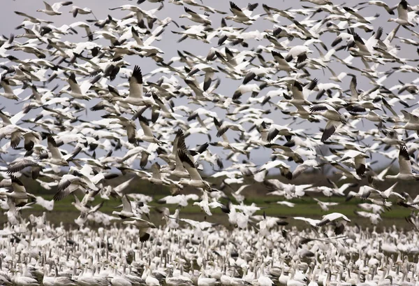 Snow Geese Migration — Stock Photo, Image