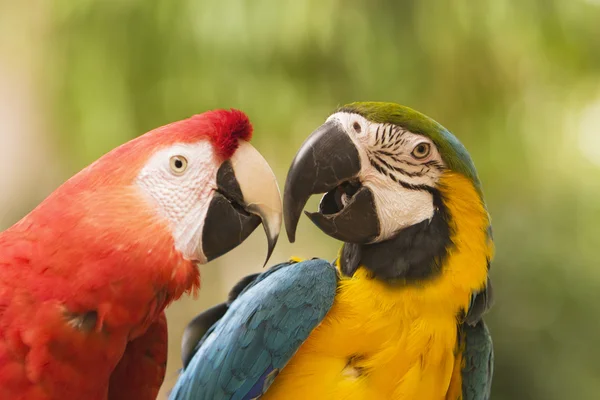 Dohromady dva papoušky — Stock fotografie