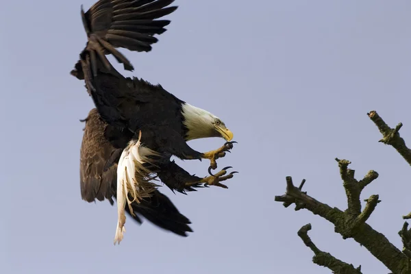 Águila calva con garras — Foto de Stock