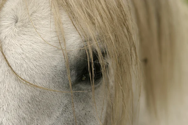stock image Horse Eye And Mane