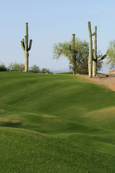 Due cactus su un campo da golf — Foto Stock