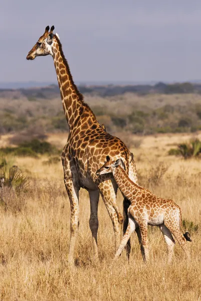 Junge Giraffe mit Mutter Stockbild