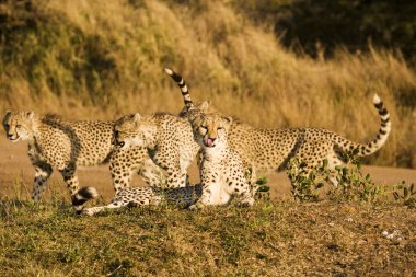 Four Cheetah On Safari clipart