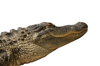 Florida Gator Isolated clipart