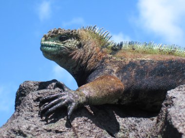 Colorful Marine Iguana On Rock clipart