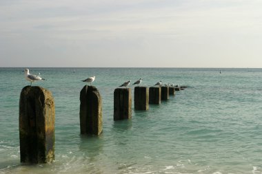 Old Pier With Seagulls clipart