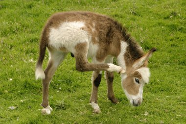 Bebek eşek.