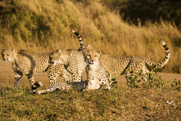 Cztery gepard na safari — Zdjęcie stockowe