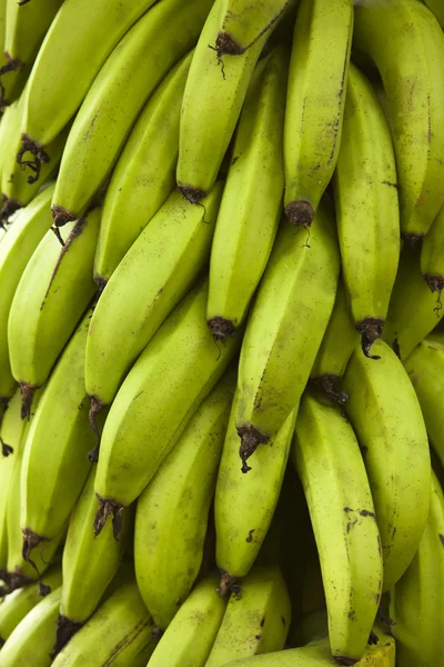 stock image Bunch of Green Bananas