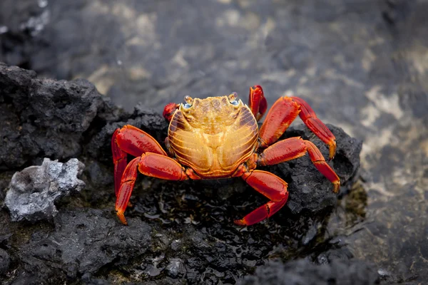 stock image Sally Lightfoot Crab