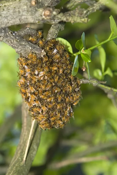 Essaim d'abeilles domestiques — Photo
