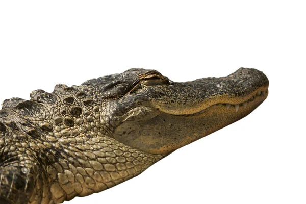 佛罗里达州鳄鱼隔离 — 图库照片