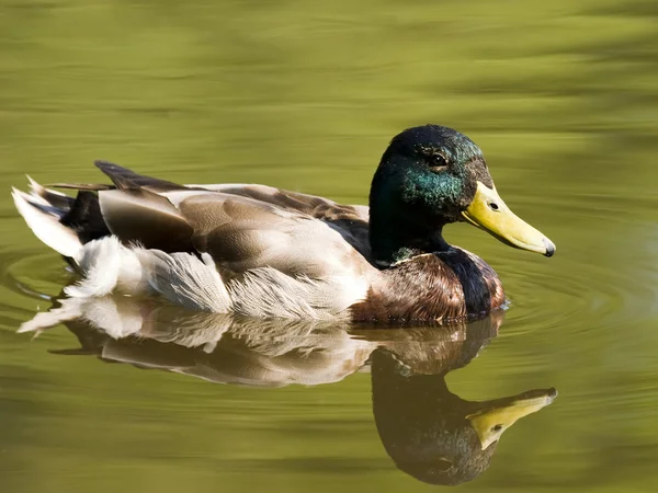 Kachna plavání v rybníku — Stock fotografie