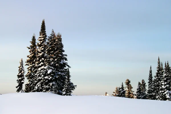 Bergbäume und Schnee — Stockfoto