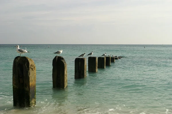 Old Pier With Seagulls — Stock Photo, Image
