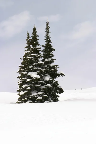 3 つの雪に覆われた木 — ストック写真