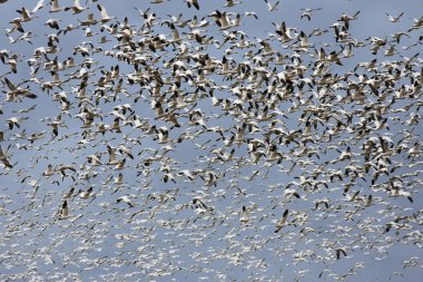 One Thousand Snow Geese clipart