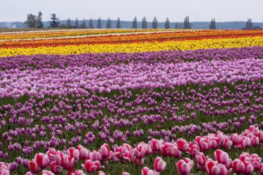 Tulip Farm clipart