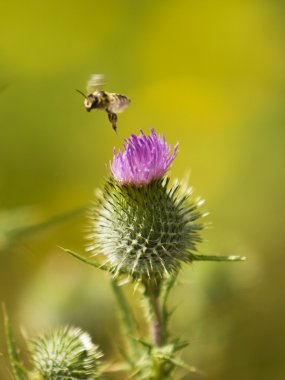 Thistle ve bal arı