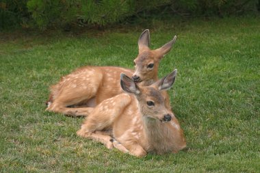 Two Fawns Resting On Grass clipart