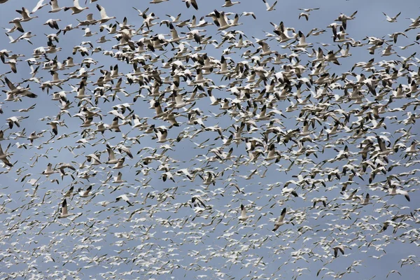 One Thousand Snow Geese — Stock Photo, Image
