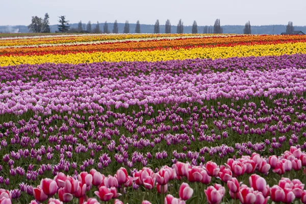 Tulip farm — Stockfoto