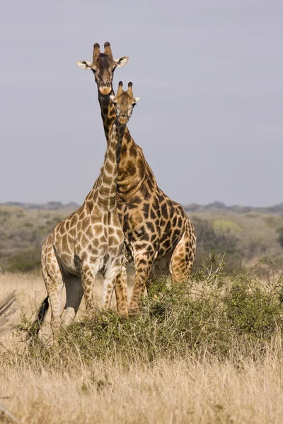 Ein Turm aus Giraffen — Stockfoto