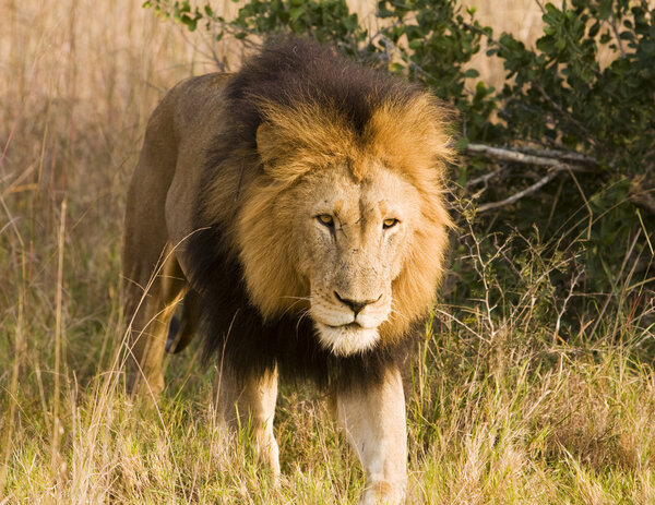Stalking Wild Lion, On Safari