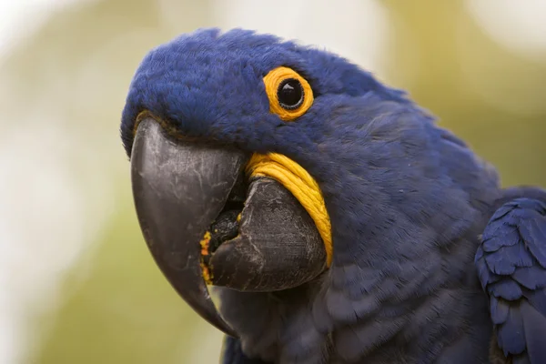Hyacinth Macaw Closeup — Stock Photo, Image