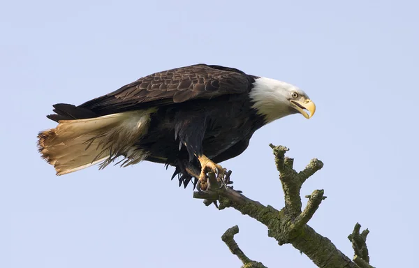 Bald eagle in boom — Stockfoto