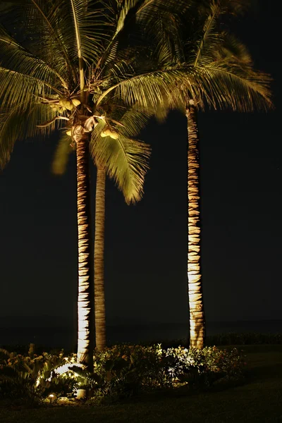 stock image Palm Trees At Night