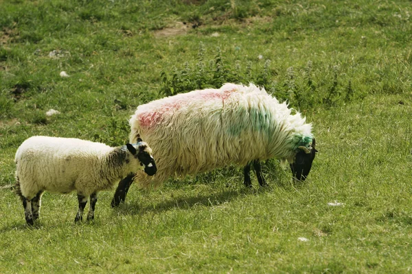 Irish Ewe and Lamb — Stock Photo, Image