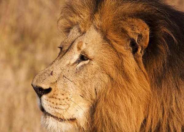 Male Lion With Scars Close-up Stock Photo