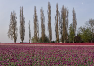 Tulips With Poplar Trees clipart