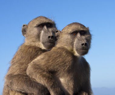Two Baboons Together clipart