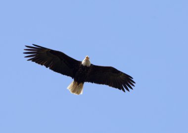 Bald Eagle Overhead clipart