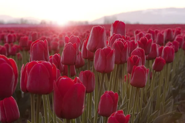 Røde tulipaner ved soloppgang – stockfoto