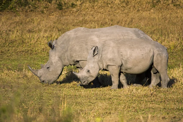 Rhinocéros blanc mère et bébé — Photo