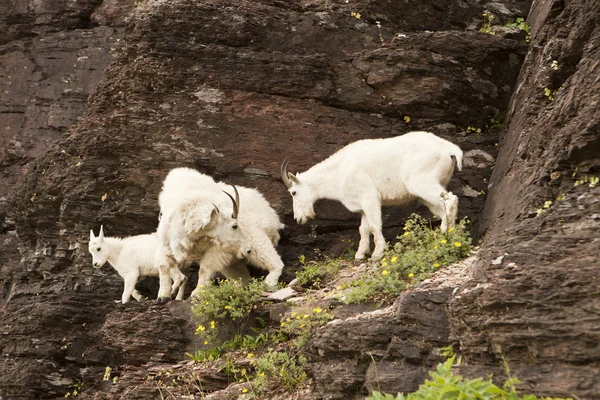 Família de cabras de montanha — Fotografia de Stock