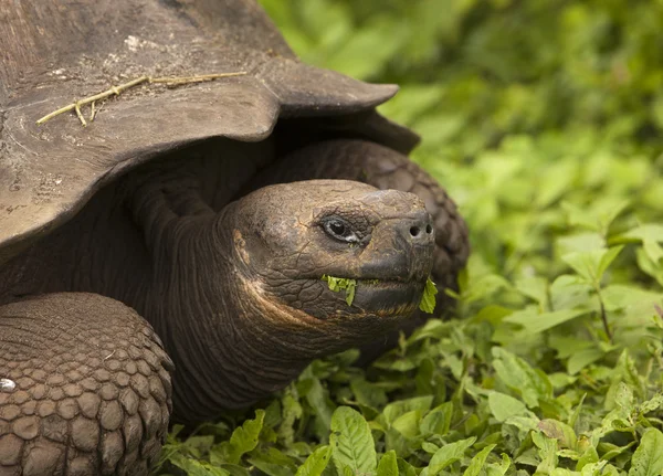 Giant Galapagos Tortoise — Stock Photo, Image