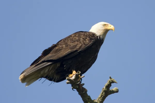 Bald eagle na drzewo — Zdjęcie stockowe