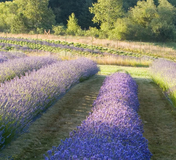 Lavender Farm — Stock Photo, Image