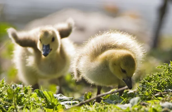 Two Baby Geese — Fotografie, imagine de stoc