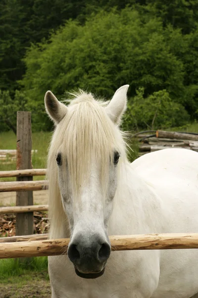 White Pony In Corral — Stock Photo, Image