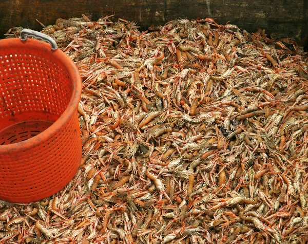 虾和斗 — 图库照片