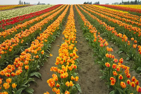 Fattoria di tulipani variopinta — Foto Stock